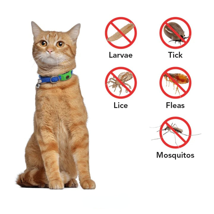 🐕12 Months Flea and Tick Free⏰