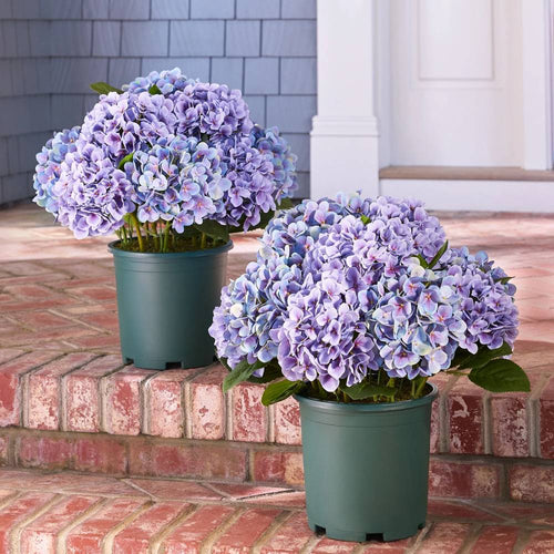 💥Last Day 50% OFF💐Artificial Outdoor Hydrangea Flowers - UV resistant, Waterproof, Windproof