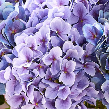 💥Last Day 50% OFF💐Artificial Outdoor Hydrangea Flowers - UV resistant, Waterproof, Windproof