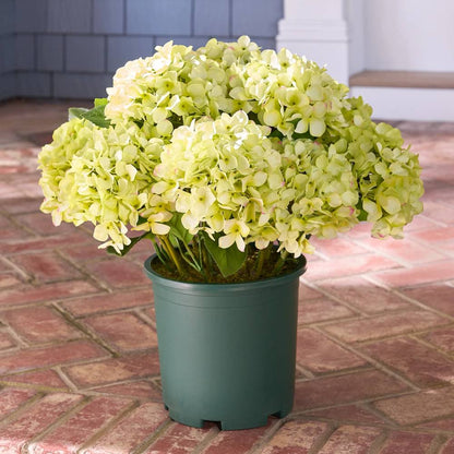 💥Last Day 50% OFF💐Artificial Outdoor Hydrangea Flowers - UV resistant, Waterproof, Windproof