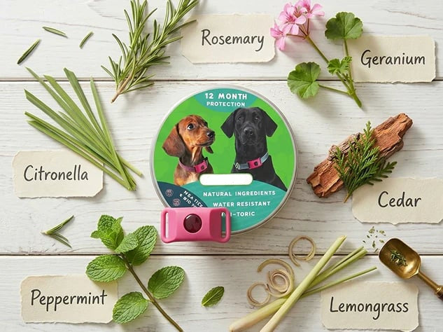 🐕12 Months Flea and Tick Free⏰