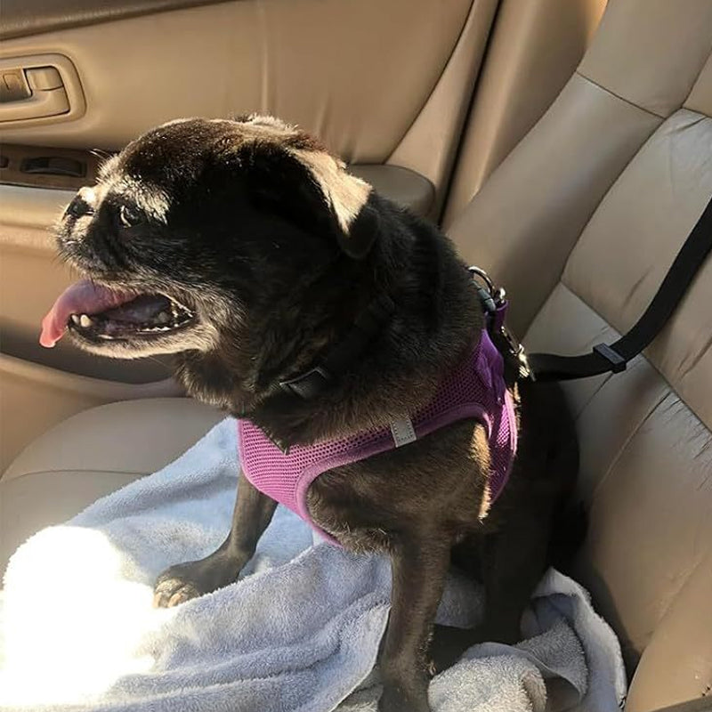 2-in-1 Dog Car Seat Belt & Walking Leash
